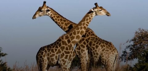 Вы будете удивлены: раскрыта главная тайна жирафов