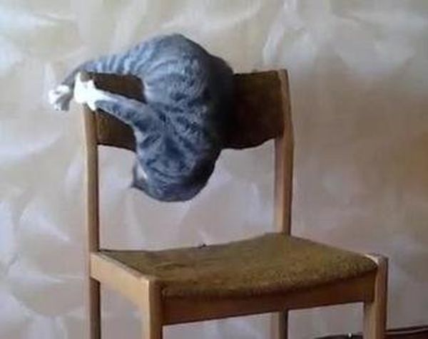 Кот-акробат поразил Сеть невероятными трюками на стуле. ВИДЕО