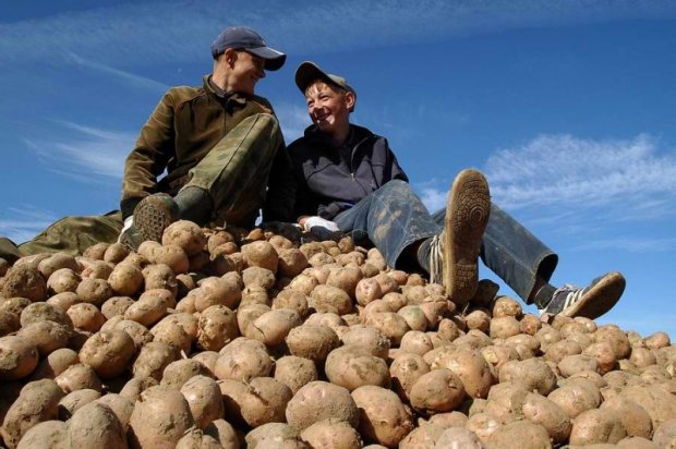 Будет только по праздникам: спрогнозированы цены на картофель