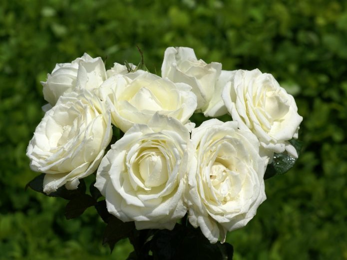 В каком случае не рекомендуется дарить белые розы