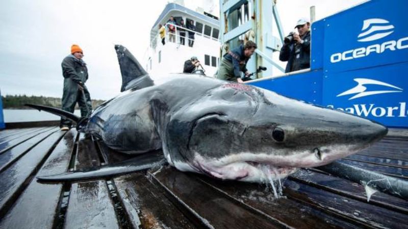 В США огромный монстр играючи убил белую акулу весом в полтонны