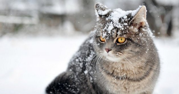 В Украину идут холода и снег: синоптик назвала точную дату