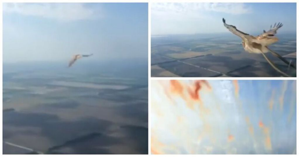 Пилоты сняли на камеру, как птица врезалась в лобовое стекло самолета. ВИДЕО
