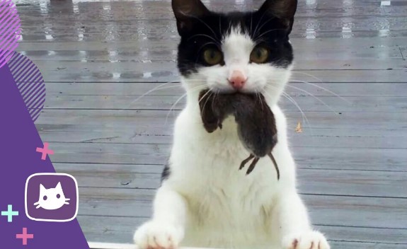 Стало известно, зачем городские кошки несут своим хозяевам мышей