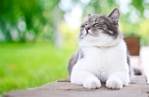 Названы 10 главных «нельзя» для хозяев кошек