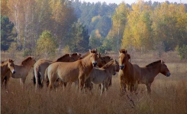В Чернобыле лошади Пржевальского превратились в "моделей": жуткая доверчивость. ФОТО