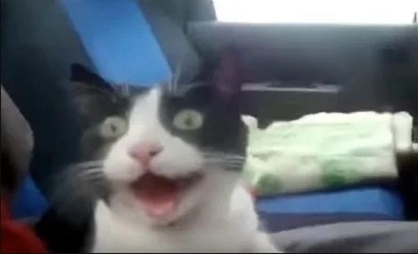Сеть поразила реакция кота, прокатившегося "с ветерком" на машине. ВИДЕО