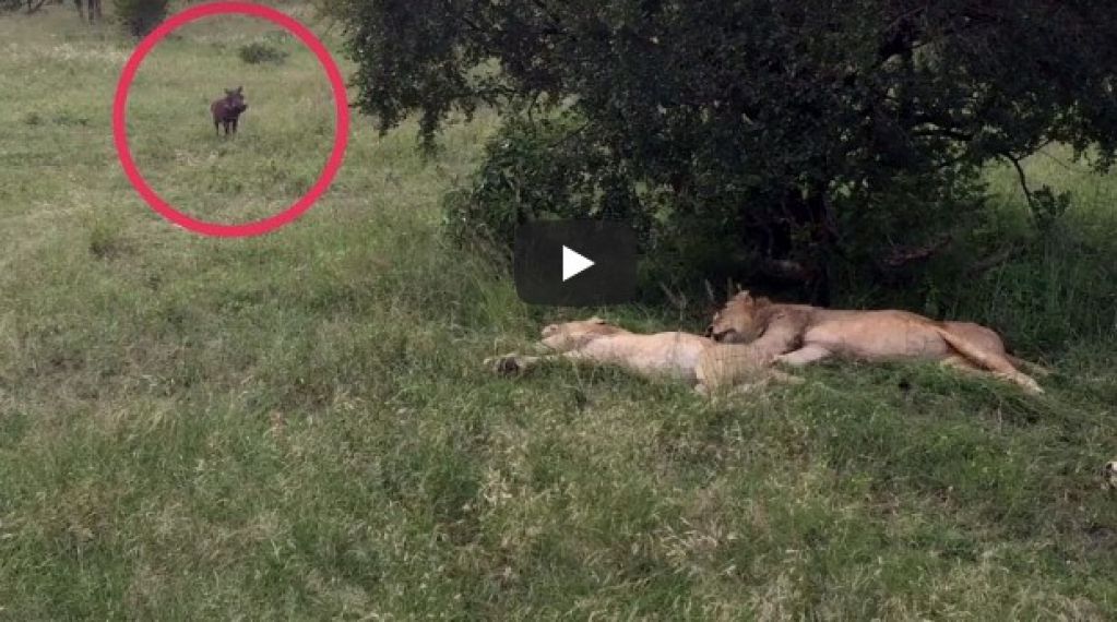 Беспечный кабан не на шутку разозлил грозных львов. ВИДЕО