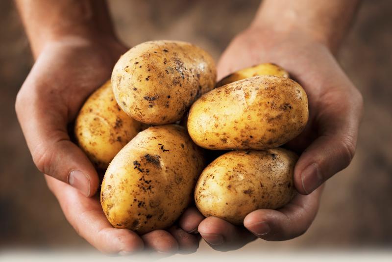 Украинская картошка оказалась дороже российской и польской