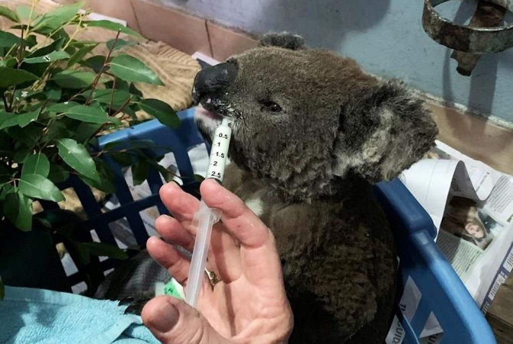 Люди рыдают от избытка чувств: женщина вынесла из пылающего леса коалу. ВИДЕО