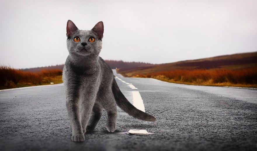 Стало известно, каким образом кошки находят дорогу домой