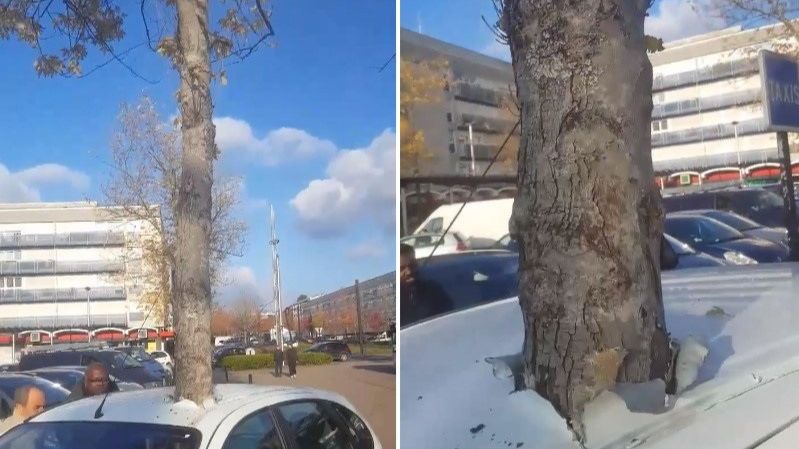 Сбой в матрице? Растущее дерево пронзило автомобиль во Франции. ВИДЕО