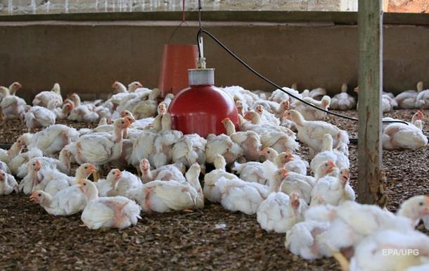 Дорогу украинской курятине: ЕС «включил зеленый свет» для украинских производителей