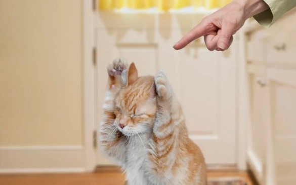 Как правильно наказывать кота: три способа воспитания
