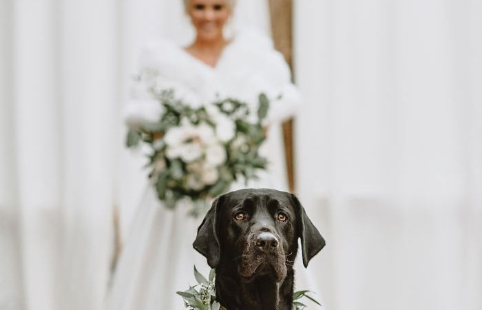 Реакция пса на хозяйку в свадебном платье восхитила Сеть