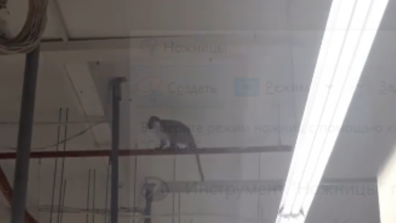 Ничего необычного: в Харькове обезьяна бегала по супермаркету "АТБ". ВИДЕО