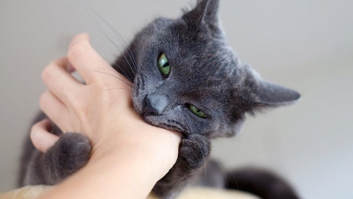 Почему кошка может укусить за руку, когда ее гладишь