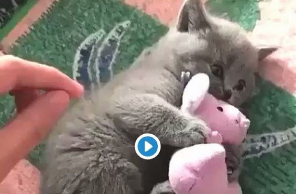 Новая звездочка Сети: котенок, рычащий как пес. ВИДЕО