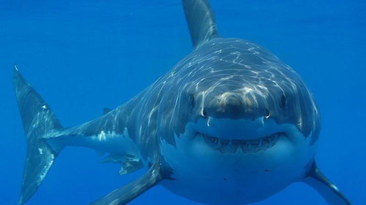 На Сейшелах кровожадная акула атаковала туристку