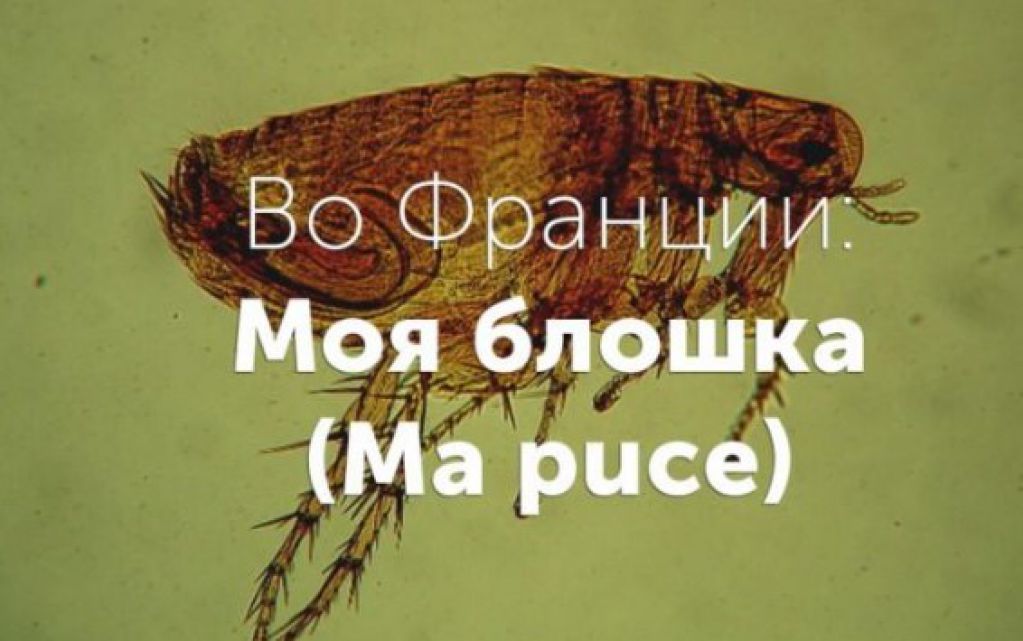 Как в разных странах влюбленные называют друг друга