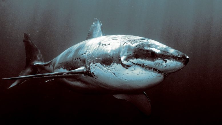 Трехметровую белую акулу с легкостью прикончило неизвестное Существо