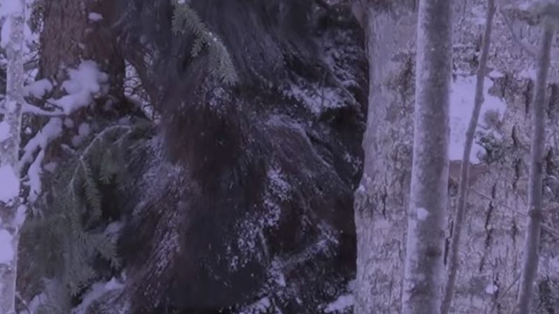 В Канаде сняли на камеру гигантского снежного человека. ВИДЕО