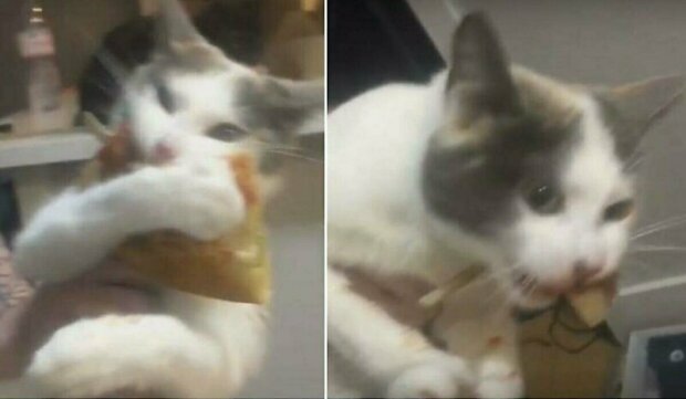Сеть развеселил кот-жадина, не желавший делиться пиццей. ВИДЕО