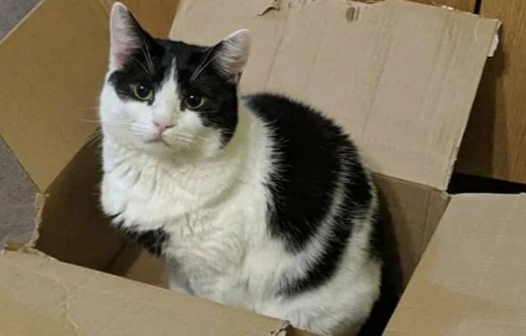 Реакция кота на девушку, которая залезла в его коробку, развеселила Сеть