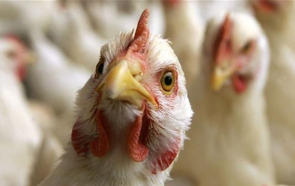 На Винничине решили истребить 100 тысяч кур из-за птичьего гриппа