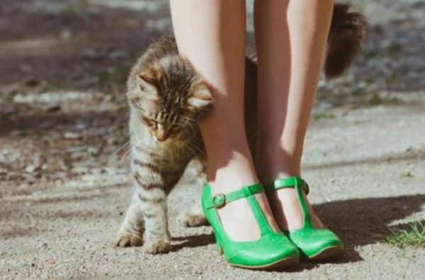 Фелинологи объяснили, почему кошки любят тереться об ноги