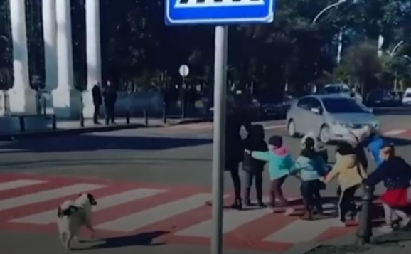 Хит Сети: собака, помогающая детям переходить дорогу. ВИДЕО