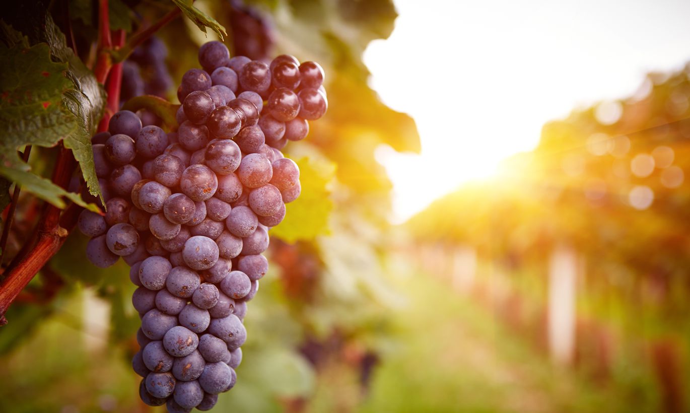 Что произойдет с организмом, если каждый день есть виноград