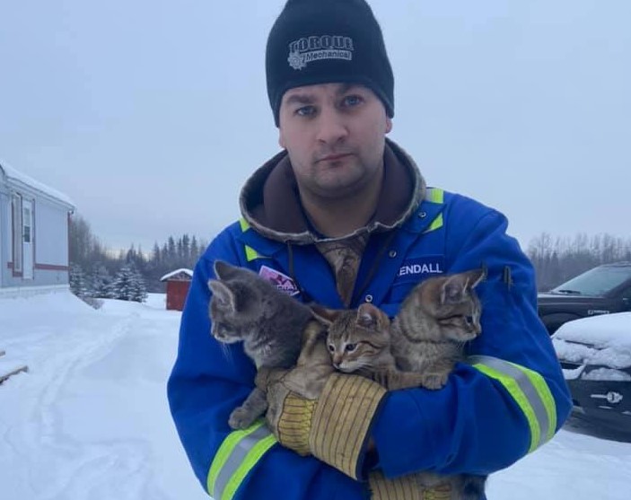 Канадец придумал, как спасти котят, примерзших хвостиками к дороге. ВИДЕО