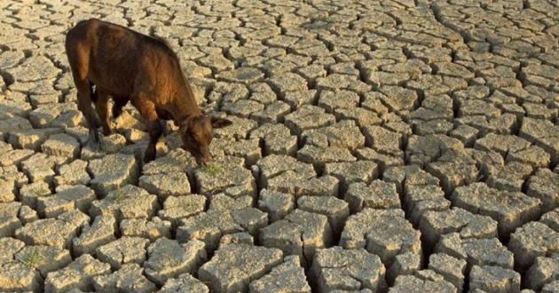 5 лет мучений: ученые бьют тревогу из-за аномальной жары