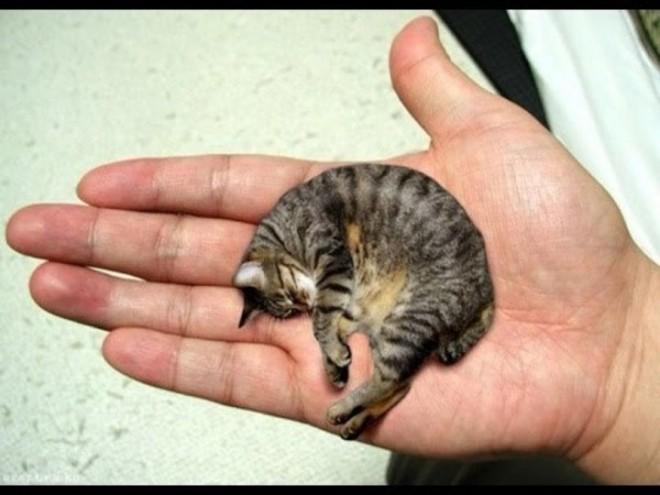 Так выглядит самая маленькая в мире кошка