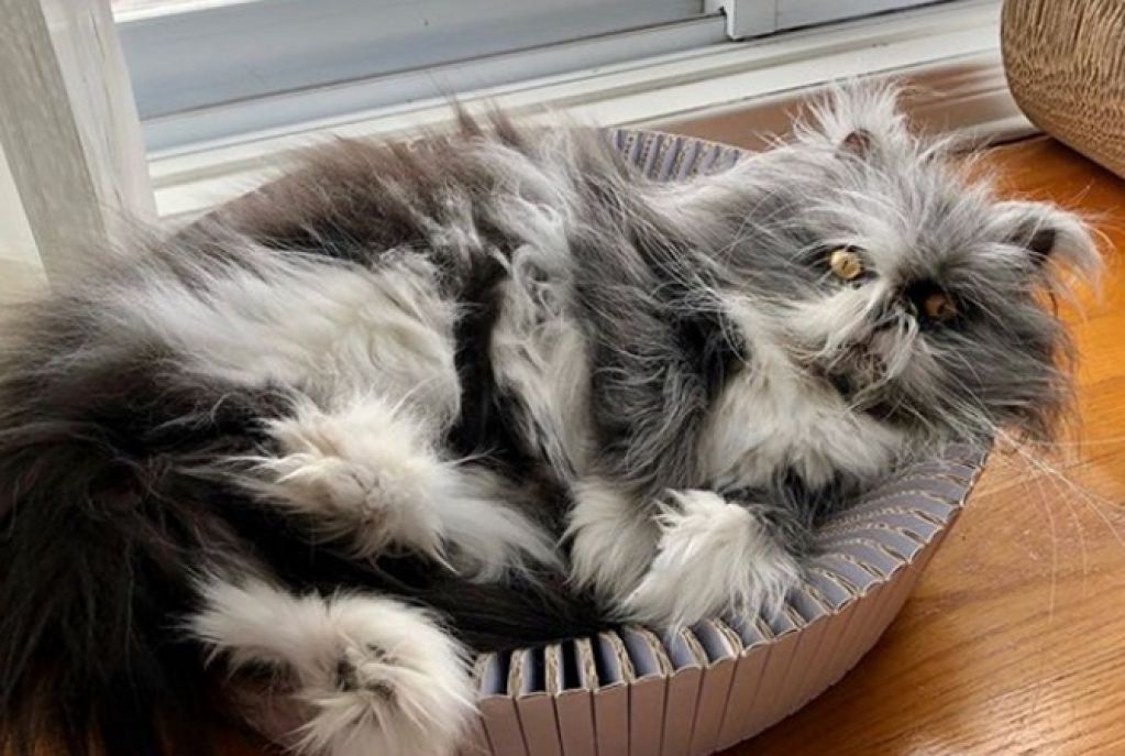 Новая звезда Сети: "котопес" Атчум. ФОТО