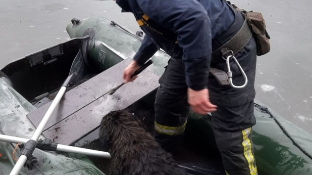 Под Киевом бездомный пес ушел под лед: трогательное ВИДЕО спасения собаки 