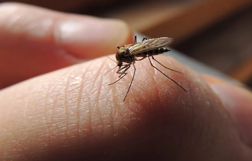 Факты о комарах, которые можно использовать в "сражении" с ними