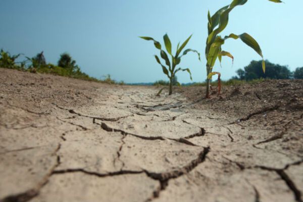Украина станет пустыней: климатолог напугала погодой через 10 лет