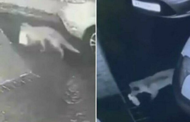 В Сети смеются над лисой, укравшей бутылку молока. ВИДЕО