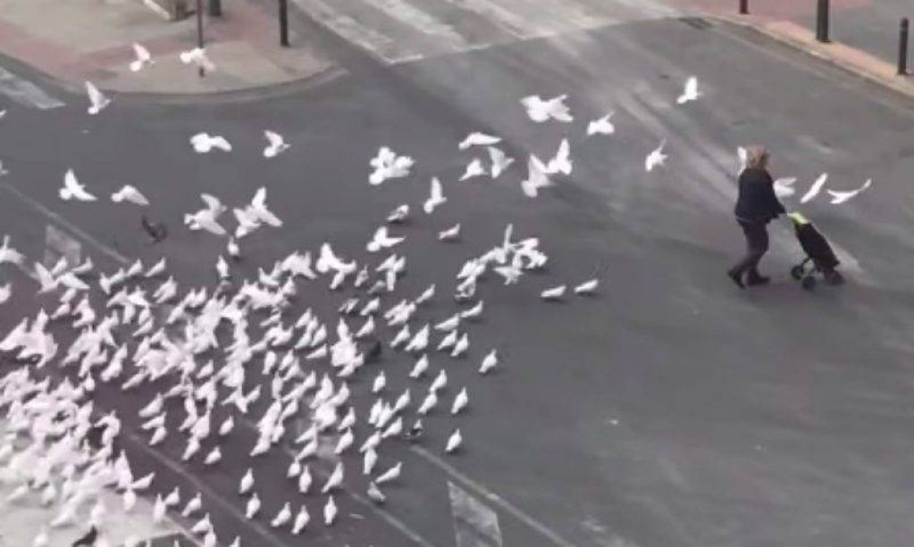В Испании голодные птицы начали нападать на прохожих. ВИДЕО