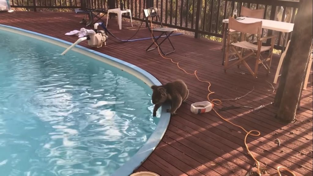 Коала поцеловала девушку, давшую ей воды. ВИДЕО