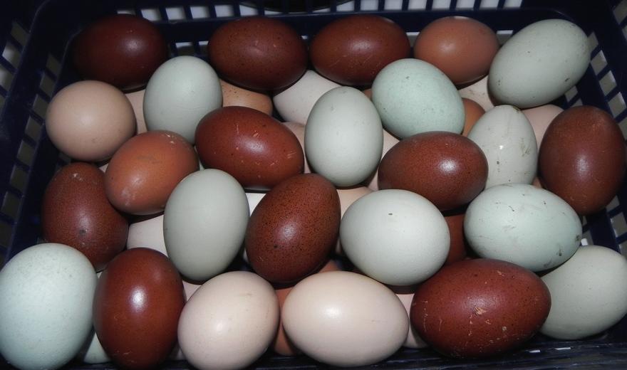 Интересные свойства яиц, о которых почти никто не знает
