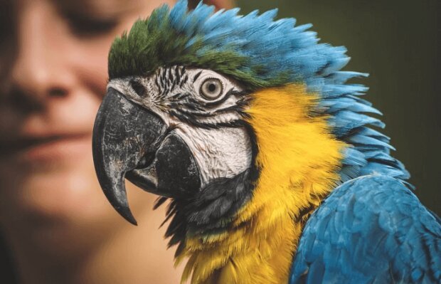 Ученые узнали, что делает попугаев разговорчивыми и умными