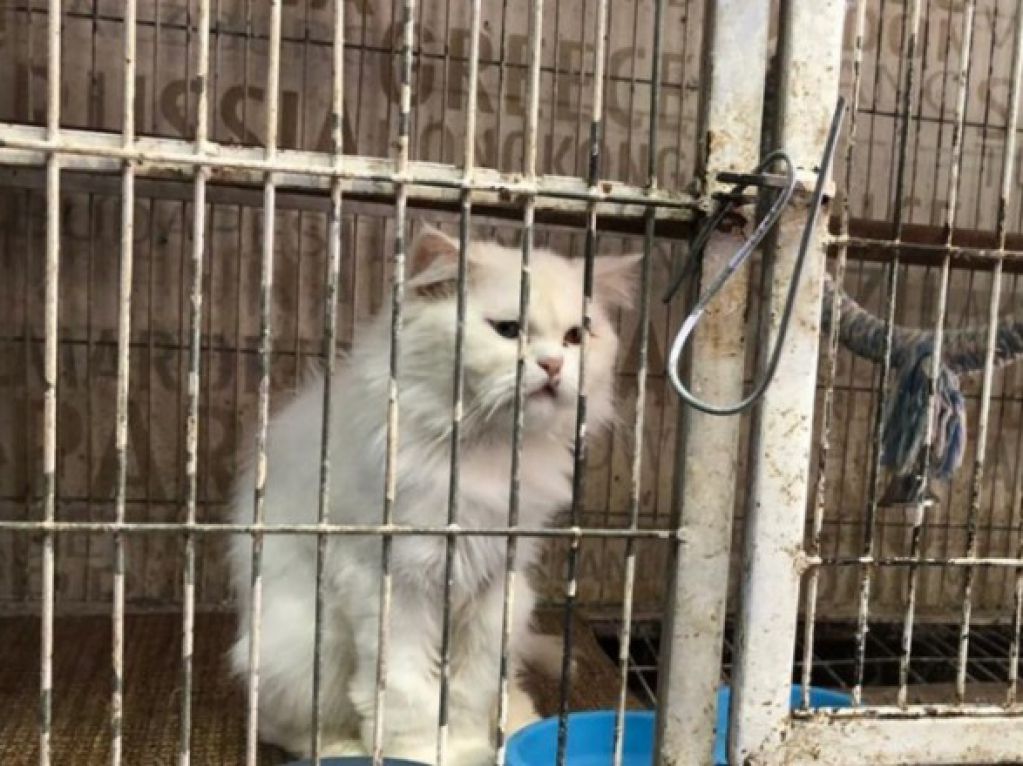 Коронавирус сделал людей жестокими