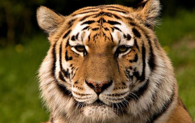 В зоопарке Нью-Йорка коронавирусом заболела молодая тигрица