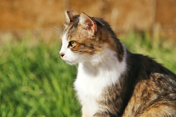 Ветеринары просят хозяев не выпускать кошек на улицу