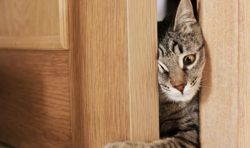 Почему кошки так не любят закрытые двери