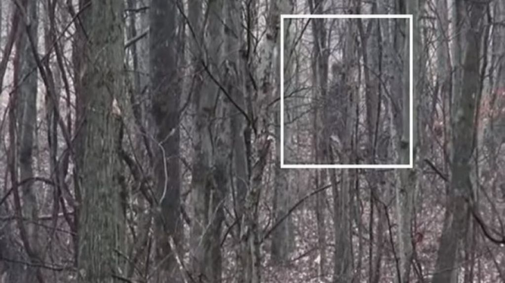 В американском живет снежный человек: появилось ВИДЕО