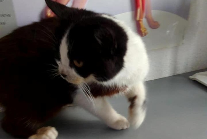 Жители Днепра спасают кошку, 4 месяца ждавшую на улице умершую хозяйку